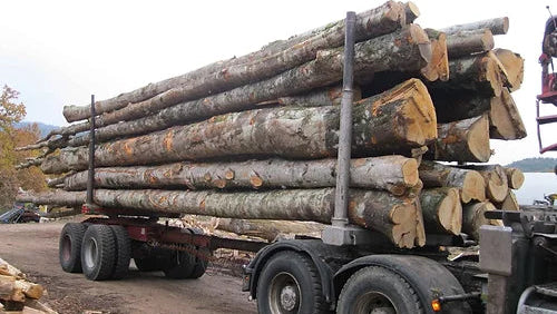 Troncos de faia – Camião com 50 metros cúbicos – Lenha ideal